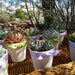 RESERVED for Helen Maas, A Collection of 100 Succulent Plant Rosettes for Your Wedding Favors or Centerpieces