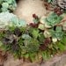RESERVED for Helen Maas, A Collection of 100 Succulent Plant Rosettes for Your Wedding Favors or Centerpieces