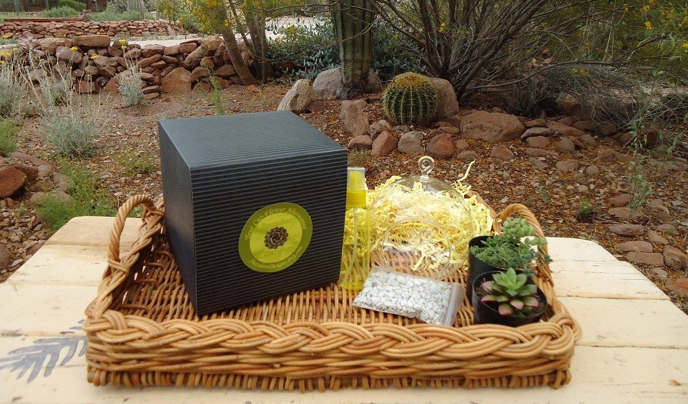 Succulent Terrarium Garden Hanging Glass Globe DIY Kit with GIFT BOX