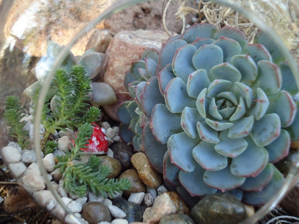 Succulent Terrarium Garden Hanging Glass Globe DIY Kit with GIFT BOX