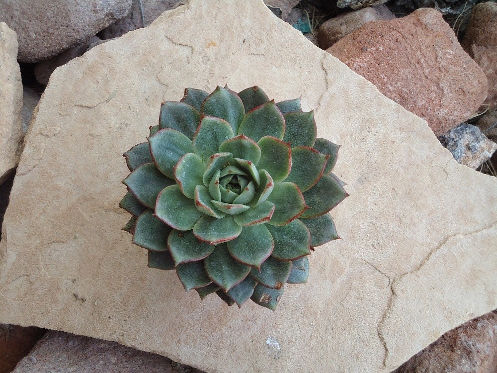 Large Echeveria Parva, Gorgeous Succulent Plant