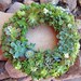 Large Echeveria Parva, Gorgeous Succulent Plant