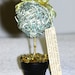Recycled Money, Pot of Gold Money Tree Ornament/Decoration