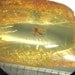 Inclusion (insect fossil) in Baltic amber. (EM118)