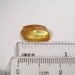 Inclusion (insect fossil) in Baltic amber. (EM118)