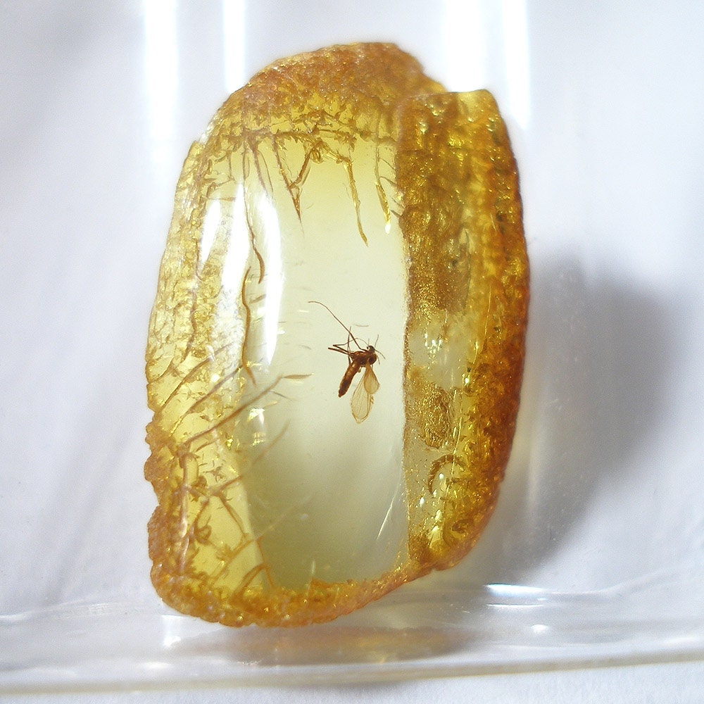 Inclusion (insect fossil) in Baltic amber. (EM118)