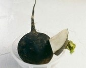 Organic Black Spanish Radish Heirloom Vegetable Seeds