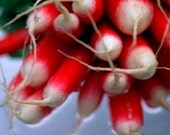 Organic French Breakfast Radish Heirloom Vegetable Seeds