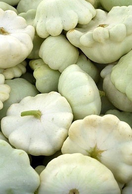 Organic Scallop Summer Squash Early White Bush Heirloom Vegetable Seeds