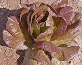 Heirloom Cimmaron Red Romaine Lettuce Seeds