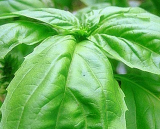 Heirloom Basil Seed- Large Leaf Italian