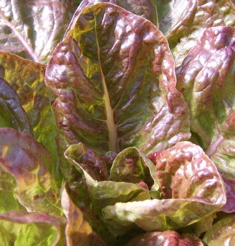 Heirloom Merveilles des Quatre Saisons Lettuce Seeds
