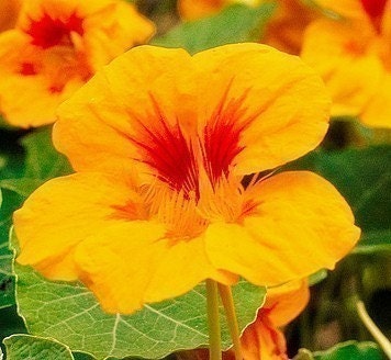 Heirloom Nasturtium (Mixed) Flower Seeds