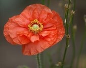Heirloom Mixed Poppy Flower Seeds