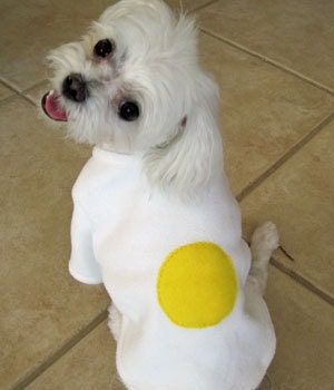 Handmade Fried Egg Chihuahua, Yorkie or Maltese Dog Costume for Halloween
