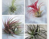 Mystery Air Plant