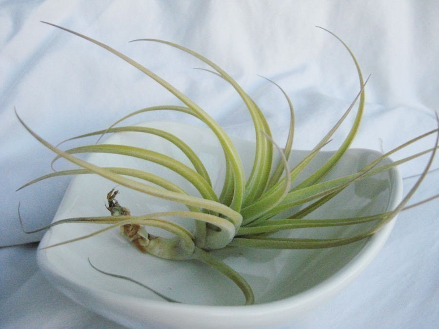 Peru Inca Gold Air Plant