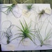 5 Air Plants