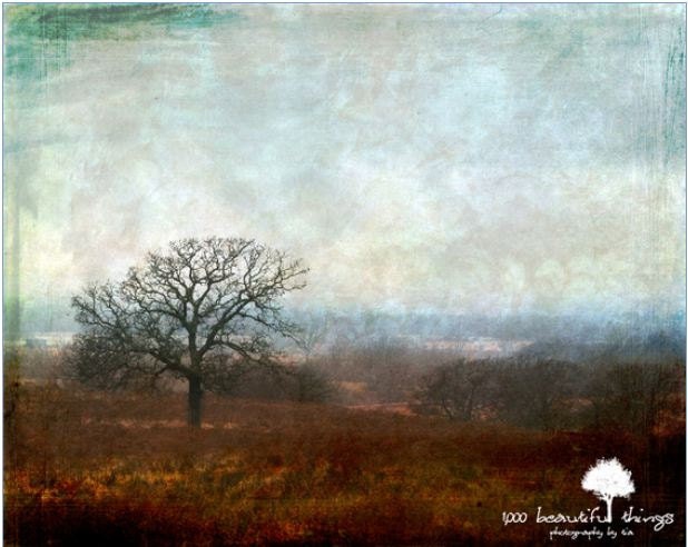 Sale In The Mist  11x14 fpoe poe team