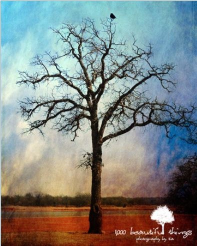 Sale Perched  11x14 fpoe poe team