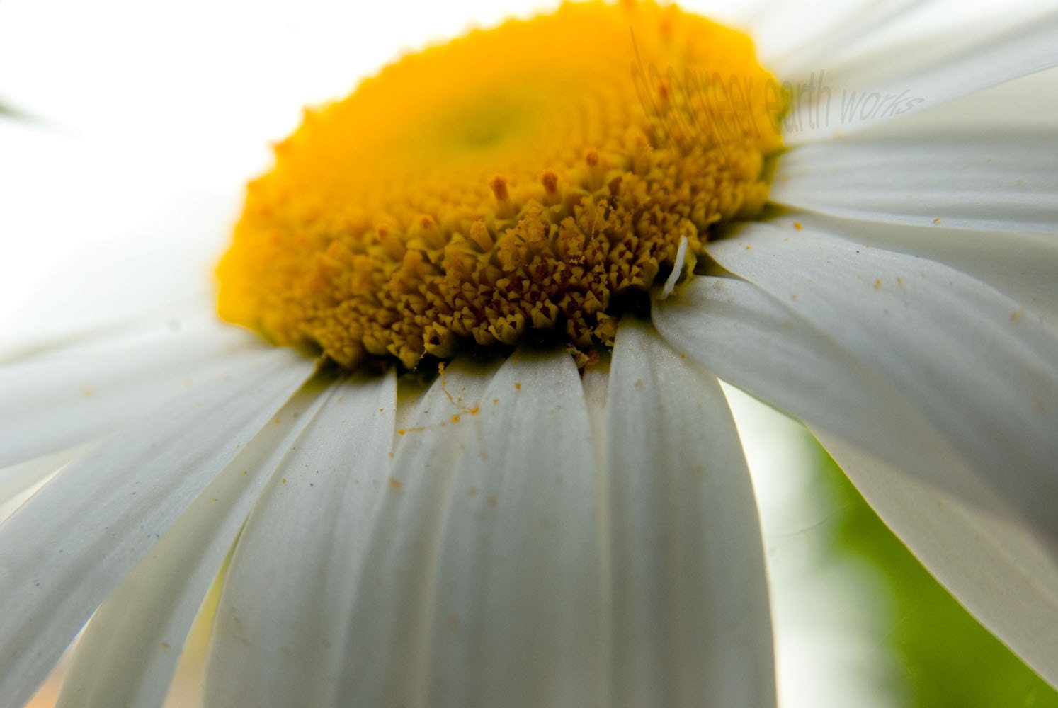 Mae Flower - 4x6 Fine Art Photograph
