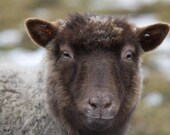 Shetland Sheep Wool, Roving, Spinning, felting fiber 4oz. Grown by Charity