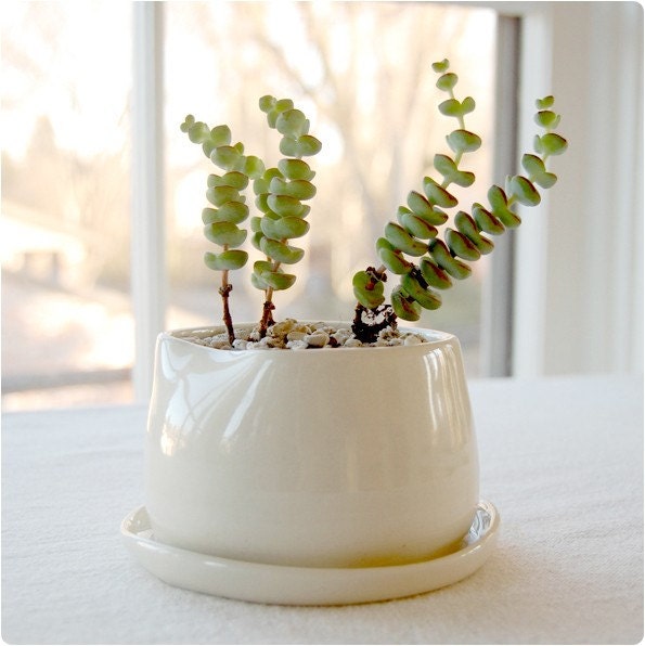 Small Tuck Pot  DISCONTINUING SALE