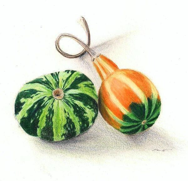 Gourd Drawing in Colored Pencil
