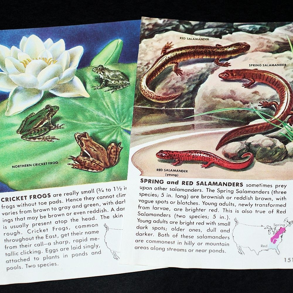 vintage illustrations- reptiles and amphibians