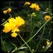June Bug - Yellow Coreopsis flower with Peeking bug garden art photograph
