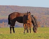 Autumn Horses Mama & Baby Yearling Horse, 8x10 Original Print