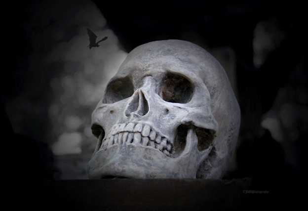 Scary Spooky Halloween Skull Skeleton Bat Photo 13x19 Original Print - JWPhoto