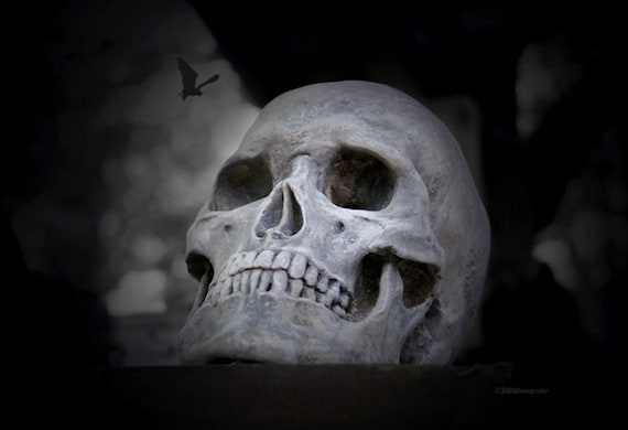 Scary Spooky Halloween Skull Skeleton Bat Photo 13x19 Original Print