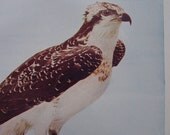 Vintage Bird Print - 1902 Antique illustration - Osprey