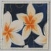Frangipani coasters (set of 4 - white trim)