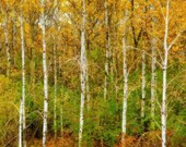 Birch Tree Photo - Yellows Golds Reds Fall Colors Print - Forest Photography - 6x9 Woods Fine Art Photograph - "Autmns Palette"
