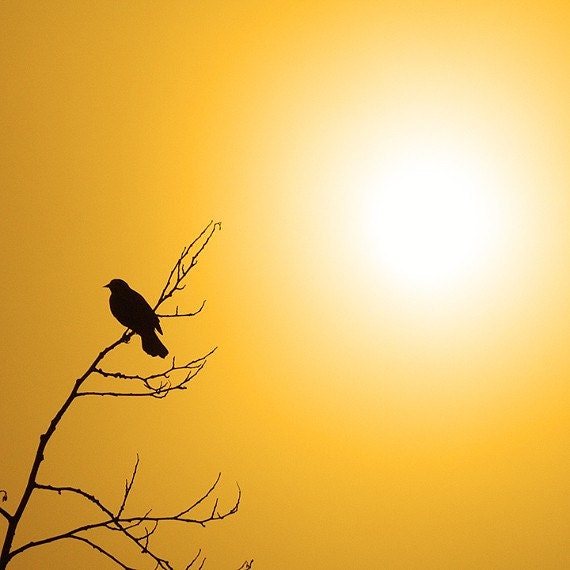 Black Bird Nature Photography "Good Morning Sunshine" Gold Mustard Yellow Sky Bird Photograph, Foggy Sunrise Wall Decor, 12x12 Photo Print