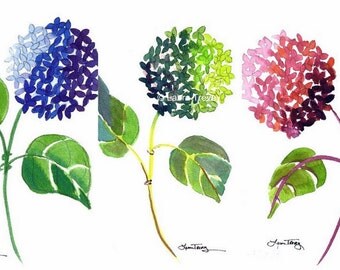 Hydrangea Watercolor Prints - Set of Three
