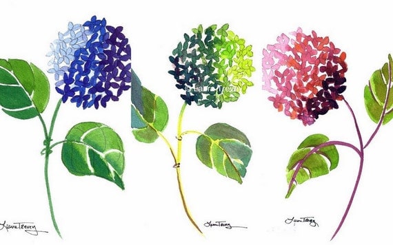 Hydrangea Watercolor Prints - Set of Three