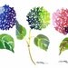 Hydrangea Watercolor Prints - Set of Three
