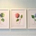 Hydrangea Watercolor Prints - Set of Three