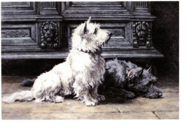 Scottie And Westie Dog Hear Master s Footsteps Card s Anticipation Patience Waiting Scottish Terrier Westhighland Terrier
