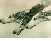 Borzoi Russian Wolfhound Dog s In Black and White Stunning Card s