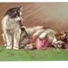 Tabby & Calico Cats Cat One Asleep In Yarn One Tangled In Yarn Sweet Kittens Kitten Pink Yarn Magnet Cat