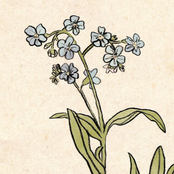 Forget-Me-Not Print