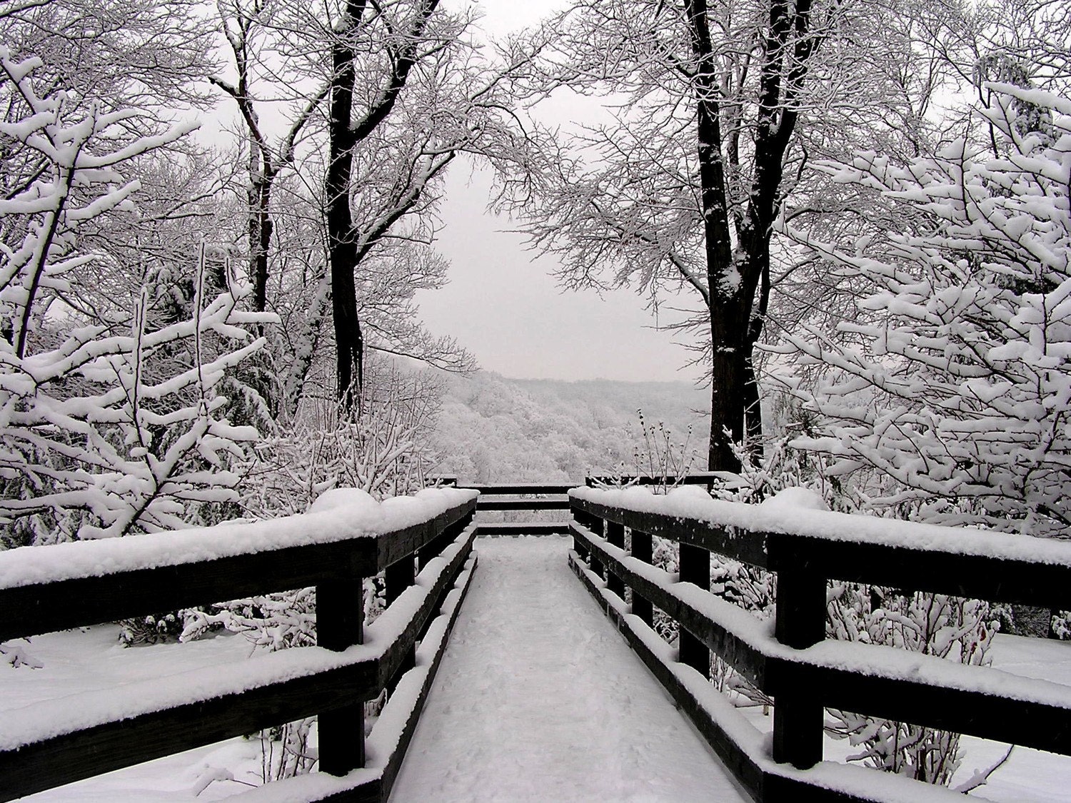Winter Landscape Photograph 11x14 Black and White Photography - Snowfall Symmetry
