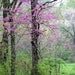 Springtime Vision 5x7 Fine Art Nature Photograph