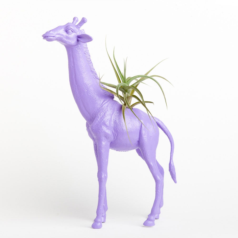 Giraffe Planter with Air Plant Room Decor, College Dorm Ornament, Plants and Edibles, Geekery