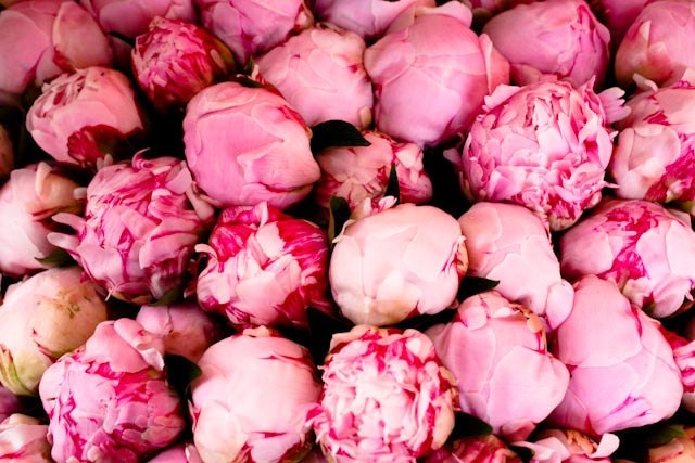 Paris Photography - Fragrant Pink Peonies 8x10 Fine Art Photograph in Southern France - Pink Wall Art