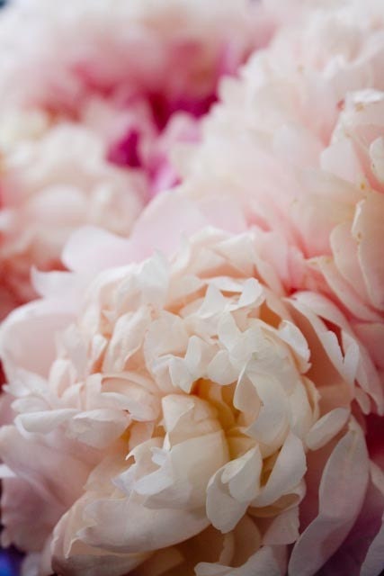 Nature Photography - Fragrant Peony in Paris - paris pink peony - 8x10 fine art photograph - paris home decor - peony wall art